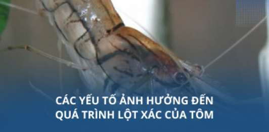 Các yếu tố ảnh hưởng đến quá trình lột xác của tôm